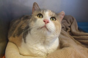 Picture of Nieve