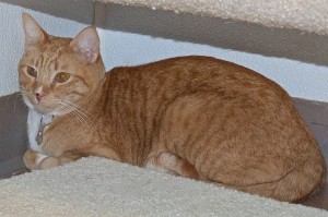 Picture of Nibbles