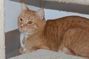 Picture of Nibbles