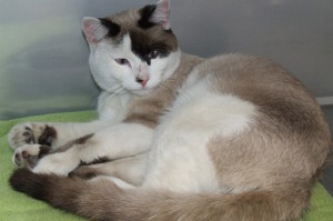 Picture of Patch