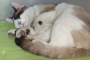 Picture of Patch