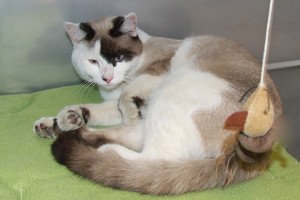 Picture of Patch