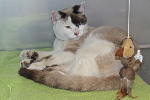 Picture of Patch
