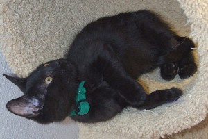 Picture of Pugsley