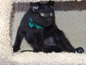 Picture of Pugsley
