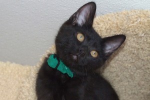 Picture of Pugsley