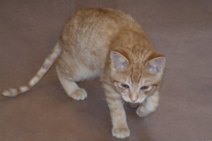 Picture of Putt Putt