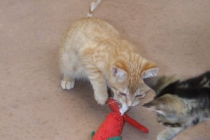 Picture of Putt Putt