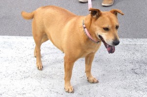 Picture of Rosie