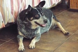 Picture of Sheba