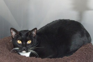 Picture of Sheba
