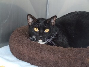 Picture of Sheba