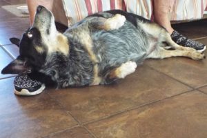 Picture of Sheba