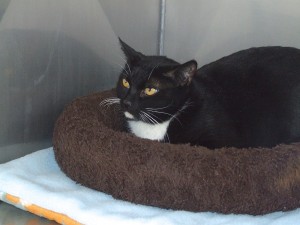 Picture of Sheba