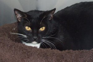 Picture of Sheba