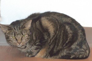 Picture of Swoosh