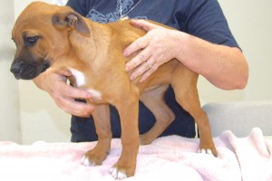 Picture of Twinkle Toes