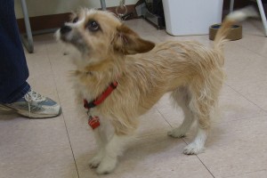 Picture of Annie