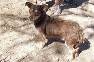 Picture of Bailey Bob