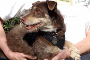 Picture of Bailey Bob