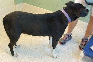 Picture of Boots