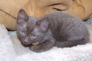Picture of Carmen