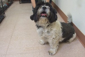 Picture of Checkers