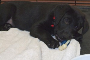 Picture of Dirk