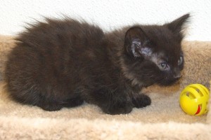 Picture of Douglas