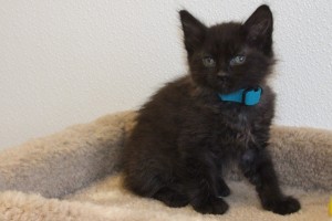 Picture of Douglas