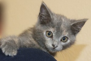 Picture of Dusty
