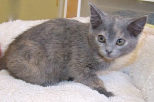Picture of Dusty