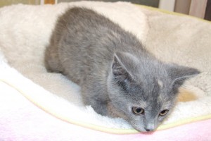 Picture of Dusty