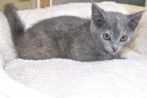 Picture of Dusty