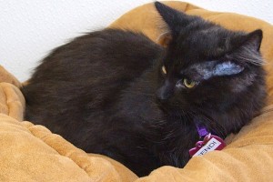 Picture of Fendi