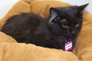 Picture of Fendi