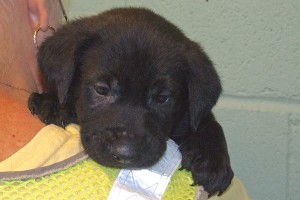 Picture of Fritz
