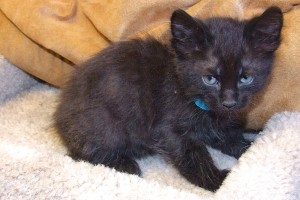Picture of Gomez