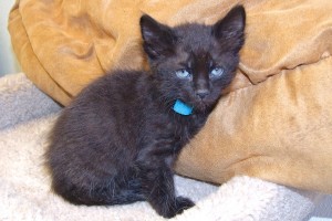 Picture of Gomez