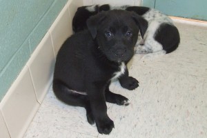 Picture of Gus
