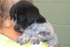 Picture of Heidi