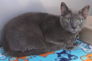 Picture of Hokmah