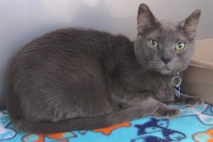 Picture of Hokmah