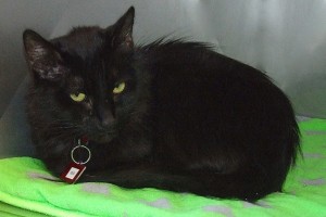 Picture of Iris