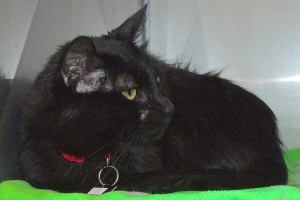 Picture of Iris