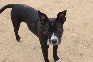 Picture of Jewel