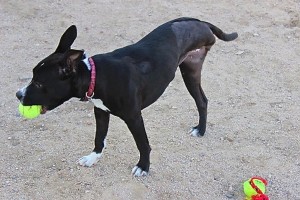 Picture of Jewel