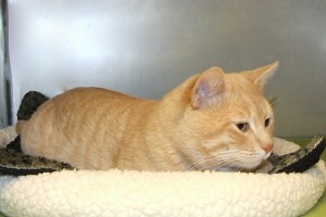 Picture of Jingles