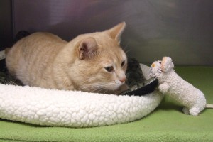 Picture of Jingles