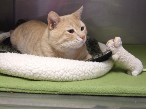 Picture of Jingles